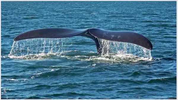 Whale watching at Aquarius Beach House